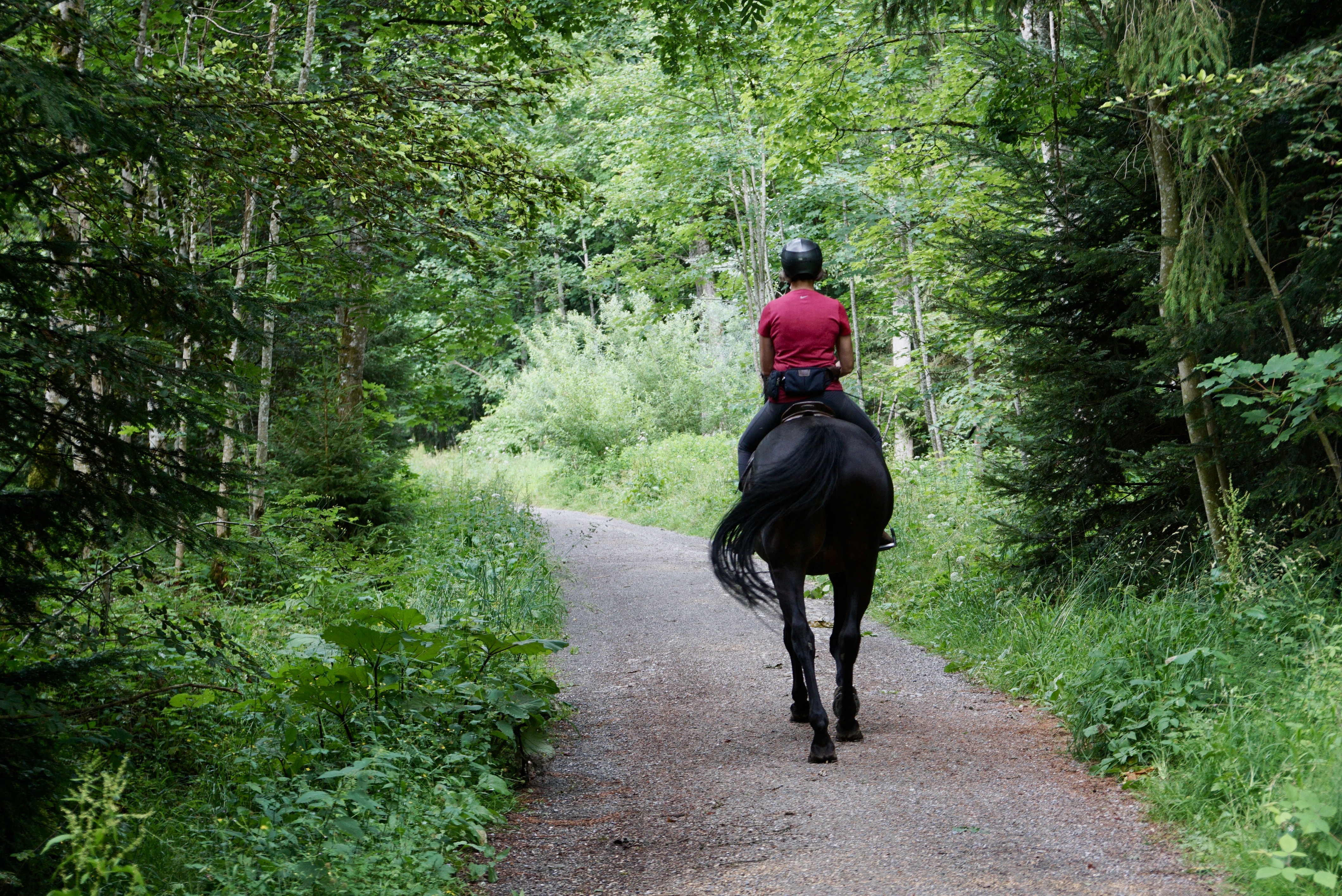 Uncover Langley's top horse riding trails and explore the scenic beauty of the area on horseback.